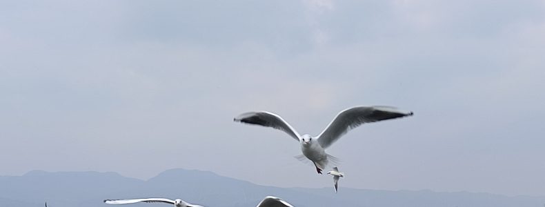 海埂大坝红嘴鸥